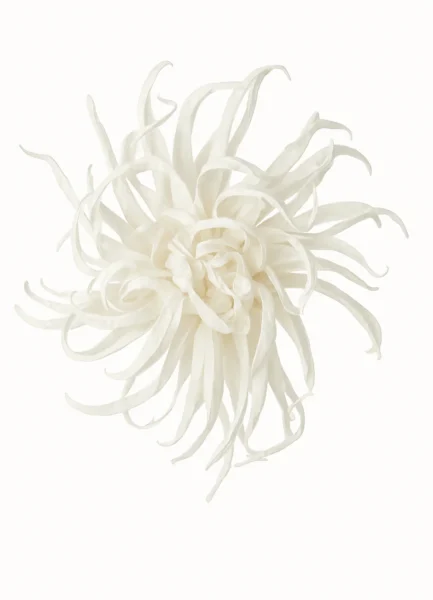 Brooch RBRO01 Silk dahlia brooch, 23 cm